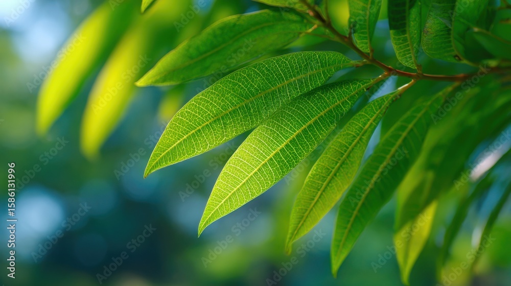 Obraz premium Close-up of vibrant green tropical leaves with detailed veins and sunlight glow.
