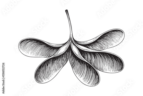 Maple seed pods detailed vector botanical illustration on transparent background