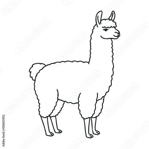 Outline of standing llama with textured wool and upright ears in profile view. Outline vector illustration
