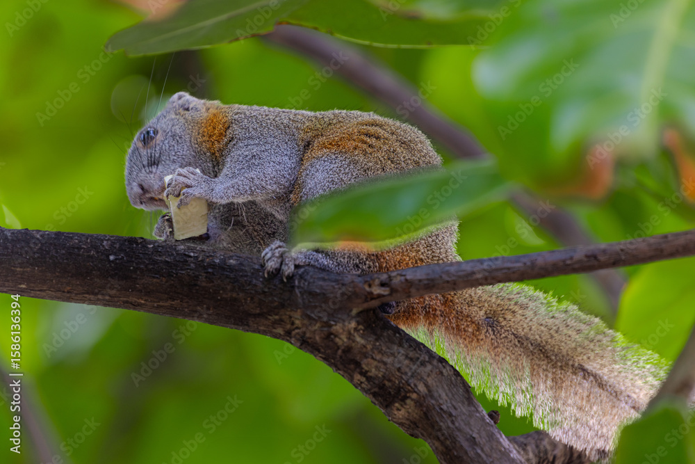 Fototapeta premium Cute little squirrel eating a banana in a tree on Patong beach in the island of Phuket Thailand
