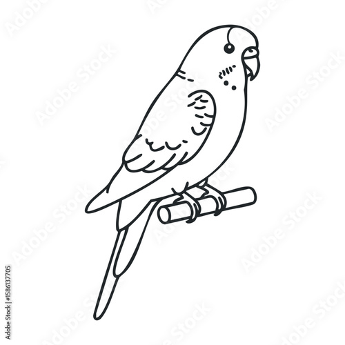 Budgerigar outline drawing on perch: simple black and white line art of a parakeet. Outline vector illustration