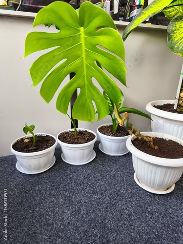 Dieffenbachia indoor, green office, greening the room, fresh greenery, indoor plants