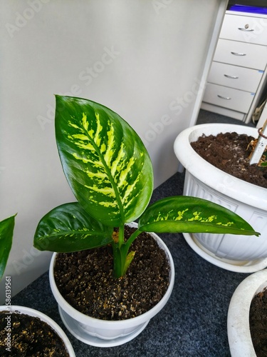 Dieffenbachia indoor, green office, greening the room, fresh greenery, indoor plants