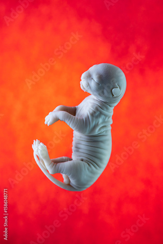 Feline Fetus in Red Background During Gestation