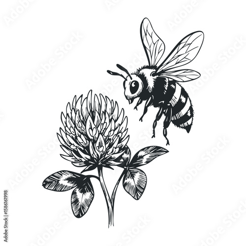Detailed black and white drawing of a bee pollinating a clover flower. Hand drawn vector illustration