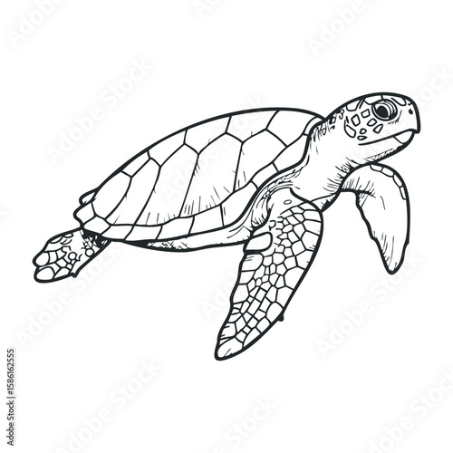 Detailed sea turtle drawing in black and white line art. Hand drawn vector illustration