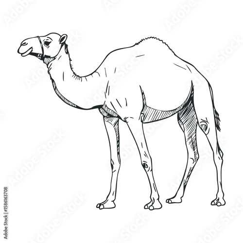 Detailed outline of a standing camel in black and white sketch style. Hand drawn vector illustration