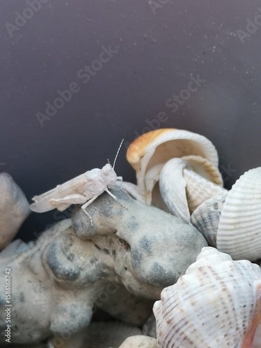 grasshopper, shells, haunted beach, white insect