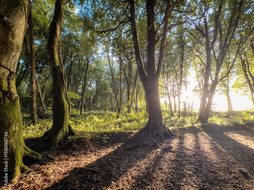 Path in the woods