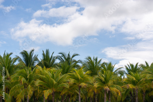 Wallpaper Mural lush palm trees against the sky. Torontodigital.ca