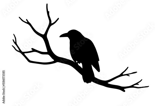 Black crow silhouette sitting on a tree branch for Halloween theme  