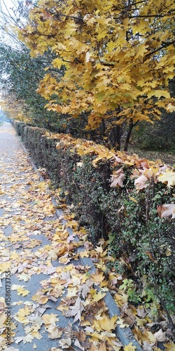 autumn street, fallen autumn leaves, autumn trees, bushes