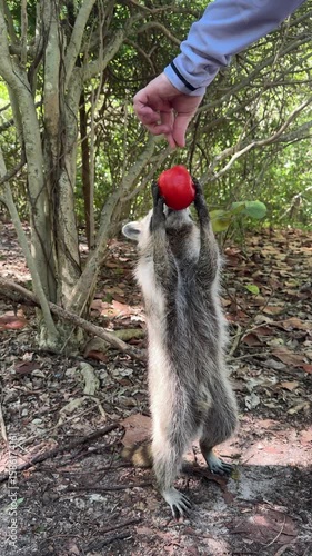 Curious raccoon standing on hind legs reaching out to a human hand offering grapes in a sun-dappled forest, showcasing wild animal behavior and human interaction in a natural environment