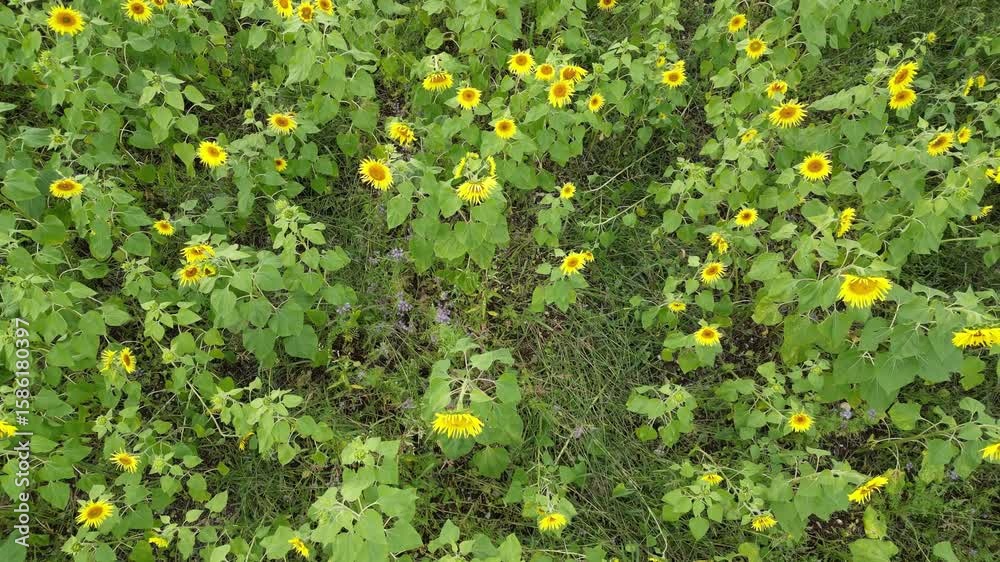 Ein Sonnenblumenfeld im Wind