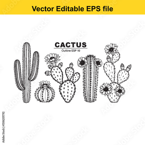 A hand-drawn vector illustration featuring a variety of cactus species, some with delicate flowers, presented as an outline.