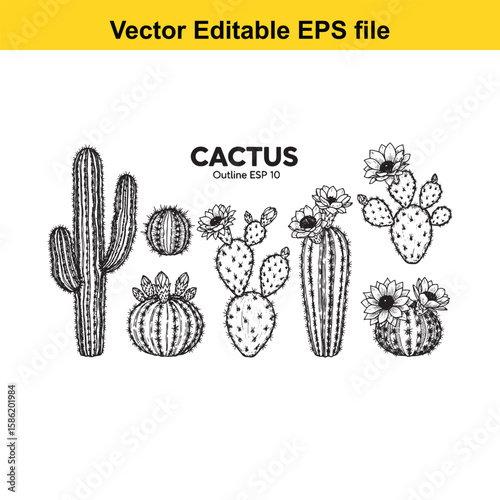 A hand-drawn vector illustration featuring a variety of cactus species, some with delicate flowers, presented as an outline.