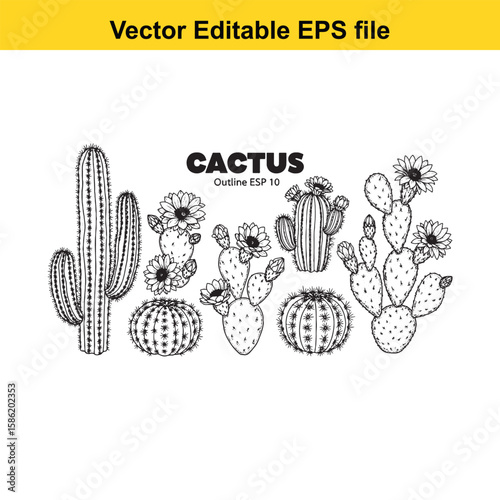 A hand-drawn vector illustration featuring a variety of cactus species, some with delicate flowers, presented as an outline.