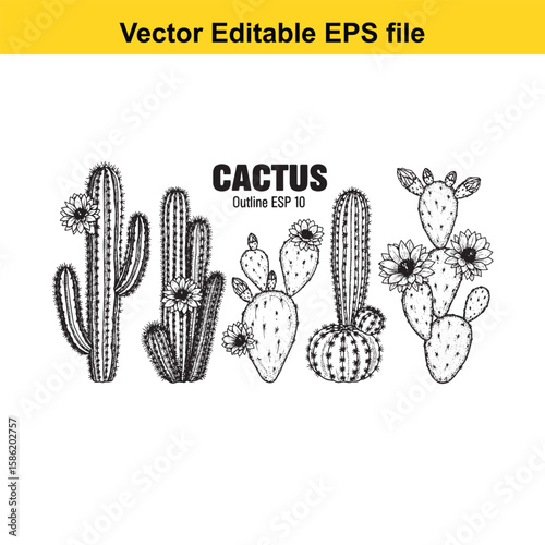 A hand-drawn vector illustration featuring a variety of cactus species, some with delicate flowers, presented as an outline.