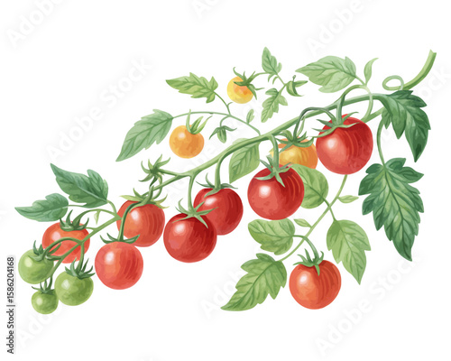 watercolor tomato vine vector illustration isolated on white background