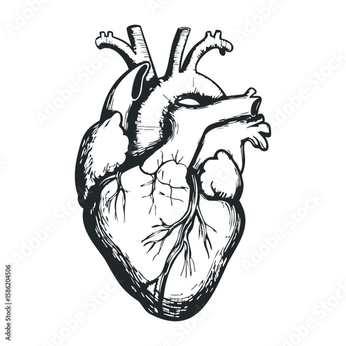 Detailed black ink sketch of human heart on white background. Hand drawn vector illustration