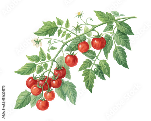 watercolor tomato vine vector illustration isolated on white background