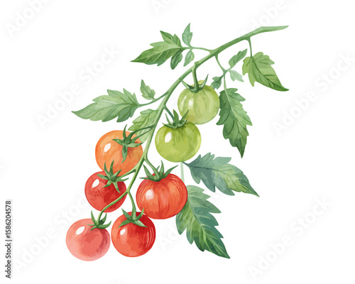 watercolor tomato vine vector illustration isolated on white background