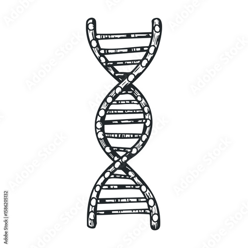 Black and white dna helix sketch with detailed linework. Hand drawn vector illustration