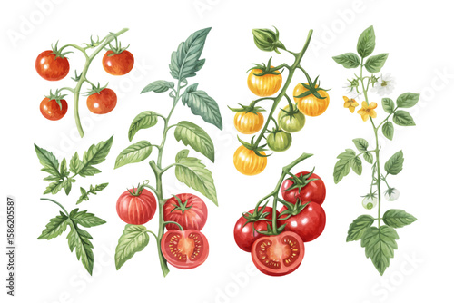set of watercolor tomato vine vector illustration isolated on white background