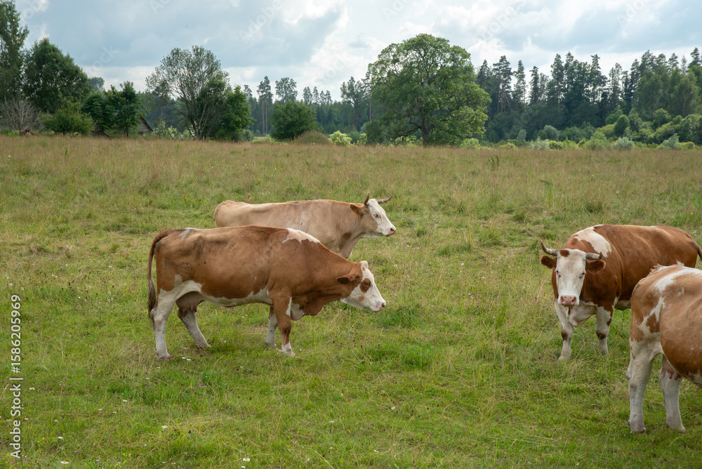 Several brown and white cows grazing and standing in a grassy rural pasture with trees, wildflowers, and cloudy sky in the background.