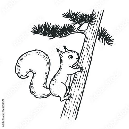 Sketch of squirrel climbing tree with bushy tail and pine needles in black and white. Hand drawn vector illustration