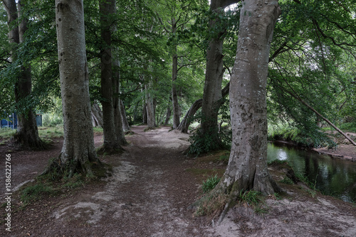 Riverside Walk, A serene photo captures a peaceful woodland walk beside the River Lossie, where dappled sunlight filters through a lush canopy of oak, birch, and pine trees. 