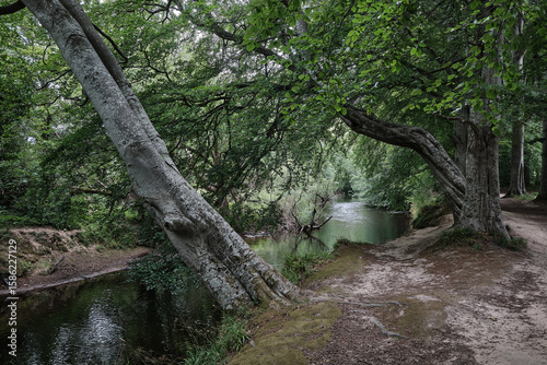 Riverside Walk, A serene photo captures a peaceful woodland walk beside the River Lossie, where dappled sunlight filters through a lush canopy of oak, birch, and pine trees. 