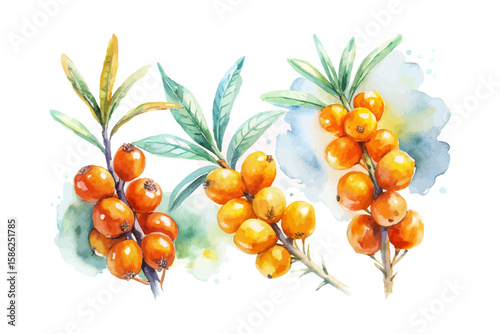 set of watercolor Sea Buckthorn vector illustration isolated on white background