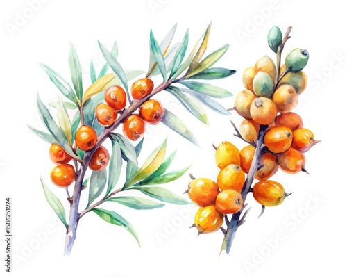 watercolor Sea Buckthorn vector illustration isolated on white background