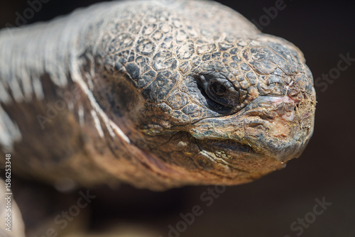 close-up of a turtle's head, showing its skin, eyes and mouth in detail