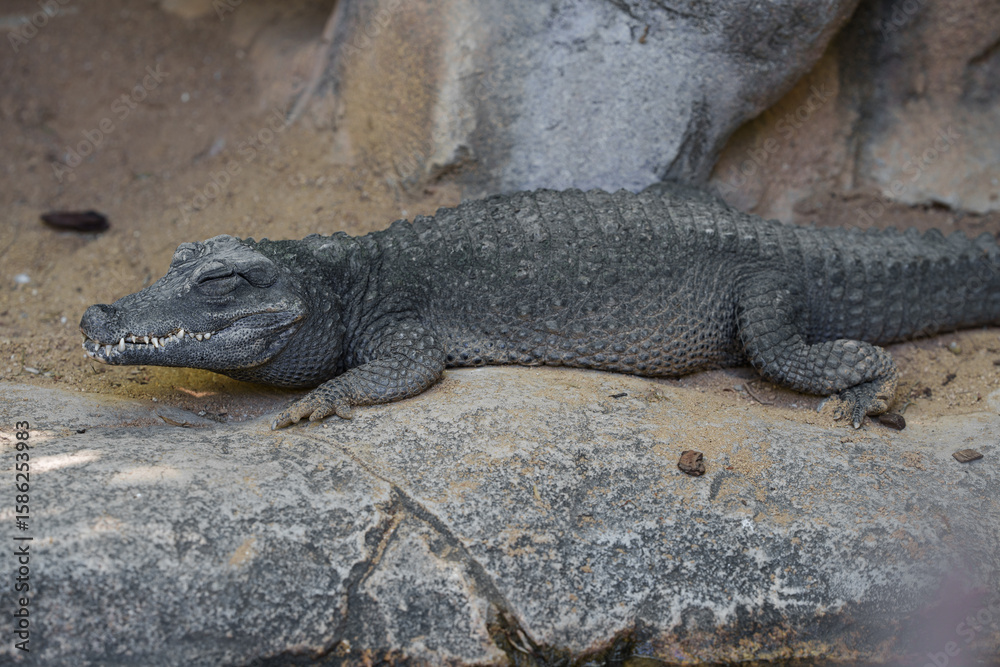 Obraz premium Caiman sleeping with its eyes and mouth closed at the zoo.