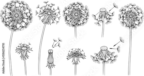 Dandelion flowers,black and white line art, vector art