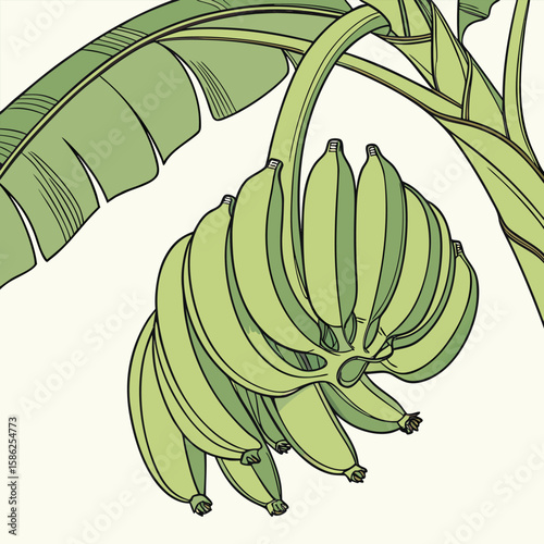 vector illustration of a banana