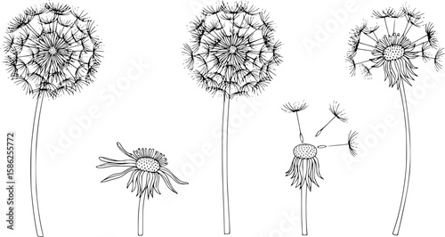 Dandelion flowers,black and white line art, vector art