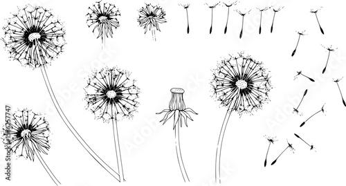 Dandelion flowers,black and white line art, vector art