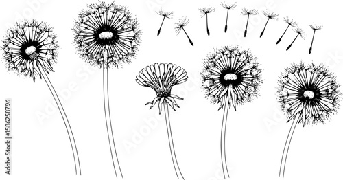 Dandelion flowers,black and white line art, vector art