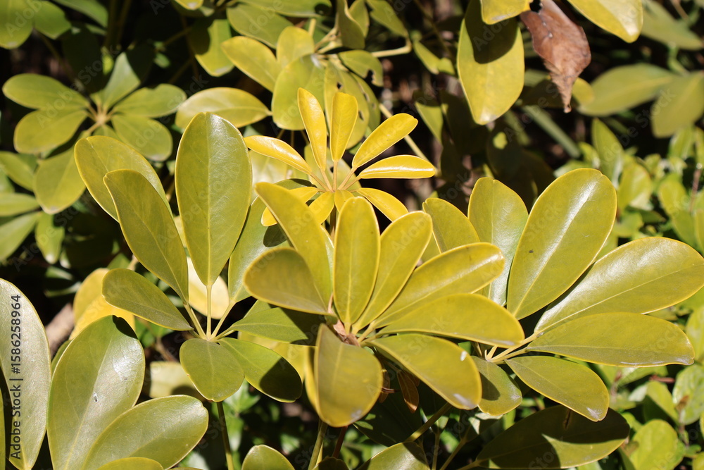 Fototapeta premium Pittosporum tobira plant of japan (Japanese Cheesewood)