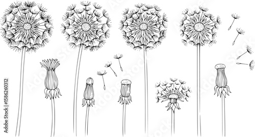 Dandelion flowers,black and white line art, vector art