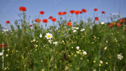 poppies and daisies. delicate petals, flowering season. background with wildflowers. Beautiful red poppy wild flower and buds in the field. beauty nature. close-up. spring season, summer time