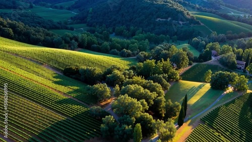Aerial Vineyard Serenity: A stunning aerial view of a lush vineyard nestled among rolling hills. Capturing the essence of peace and harmony with nature. 