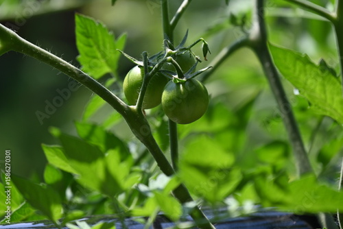 green tomatoes on a branch and a plant