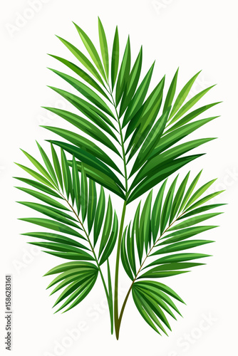 palm tree isolated