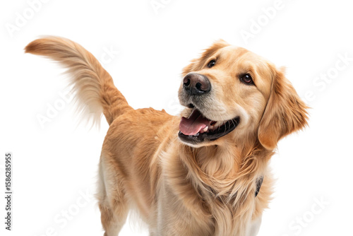Golden Retriever dog standing and looking aside with wagging tail and joyful smile in studio on white background, full body view