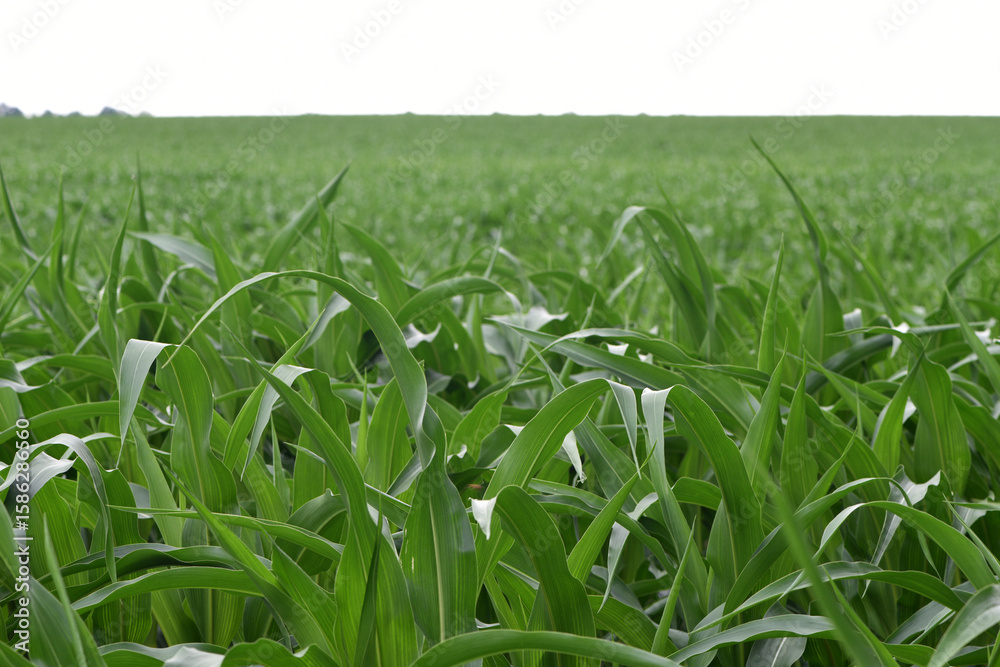 Fototapeta premium green corn leaves. Corn farm. photo of corn field. concept of good harvest, agricultural. Field of corn in spring or early summer. industrial background. close-up