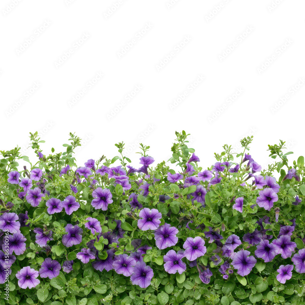 Obraz premium Purple petunia flowers isolated on transparent background